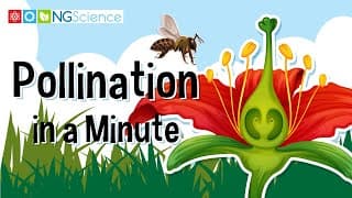 Pollination in a Minute