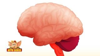 Learn - Important Body Parts