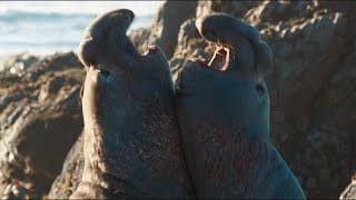 Elephant Seals Fight For Dominance | Animal Attack