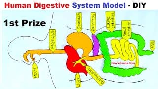 human digestive system model making using cardboard | science fair project