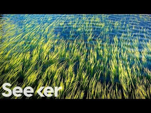 How Seaweed Could Slow Down Climate Change