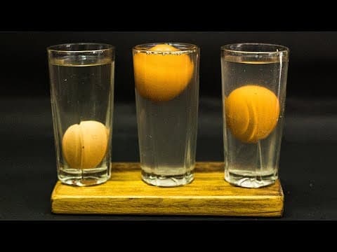 5th Grade Science Projects Floating Egg