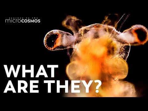 The Dark History of Sea Monkeys - YouTube