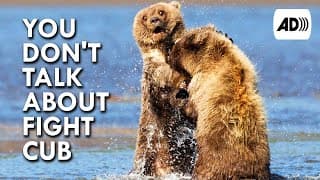 Grizzly Bear |Described Video