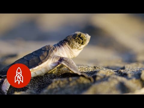 Meet The Team Protecting Costa Rica's Sea Turtle Mecca - YouTube