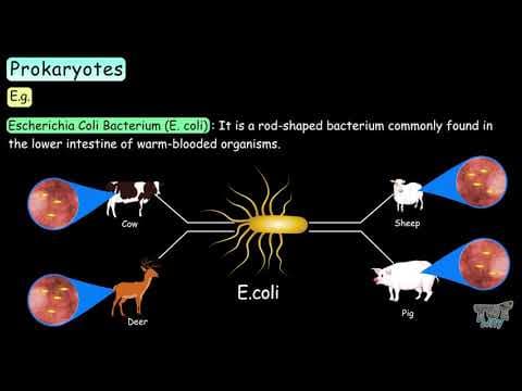 Prokaryotes |Science