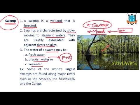 What is a Swamp? || Swamp అంటే ఏమిటి?