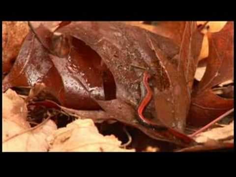 Reptiles, Amphibians, Invertebrates & Small Pets : Red-Backed Salamander Facts - YouTube