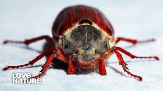 How Do Insects Survive the Winter? Bees, Beetles and Ladybugs