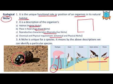 What is Ecological Niche ? || Ecological Niche అంటే ఏమిటి?