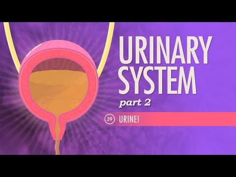 Urinary System, Part 2: Crash Course Anatomy & Physiology #39 - YouTube