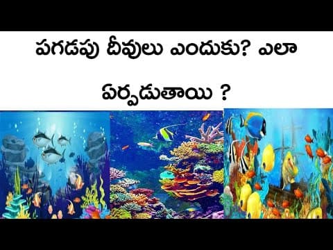 What and why are the coral reefs (Telugu)