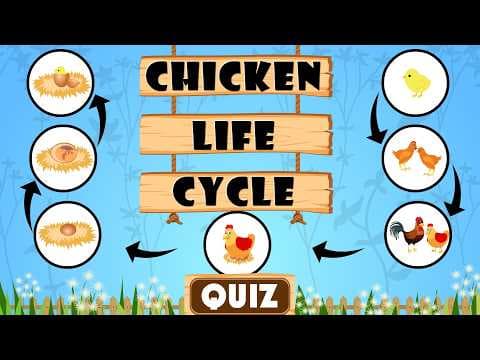Life Cycle of a Chicken | Quiz for Kids | Stages, Facts, and FAQs