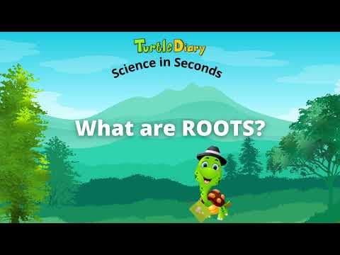 What Are Roots? Plant Science Science in Seconds