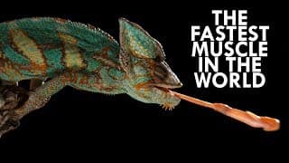 Chameleons | The Most Overpowered Lizard