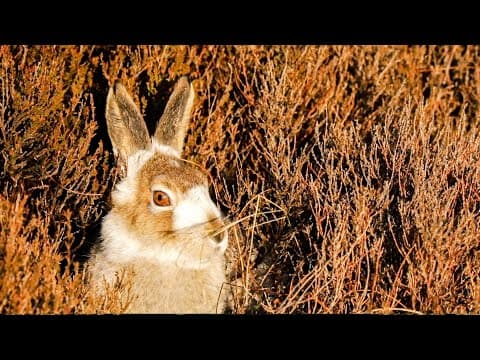 Sophisticated Mountain Hares and Playful Otters! | The Science Of Cute | BBC Earth - YouTube