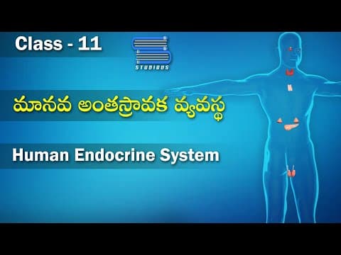 మానవ అంతస్స్రావక వ్యవస్థ – Human Endocrine System | Biology Telugu