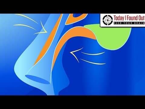 Why Your Nose Runs When It is Cold Outside