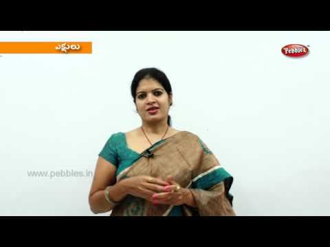 Learn birds - test for kids