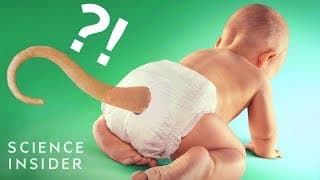 Why Humans Don’t Have Tails