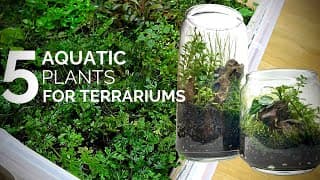 Five Aquatic plants that work and look great in terrariums