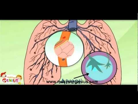 Human Respiratory (Breathing) System -Hindi (हिंदी) for Children