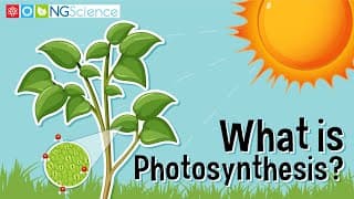 What is Photosynthesis?