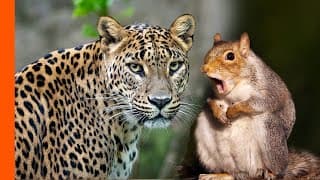 Leopard Hates Squirrel Alarm Call | Predator Perspective