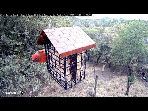 Why are coastal wetlands so important