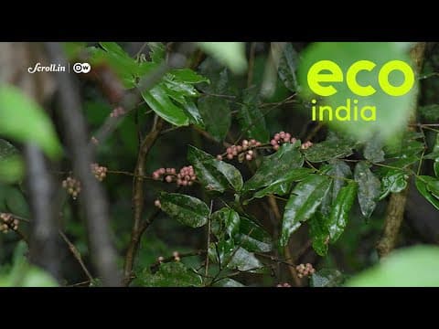 Eco India: How coffee is solving Western Ghats' biodiversity