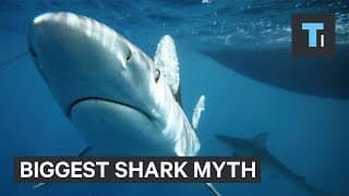 The Biggest Myth About Sharks, Debunked