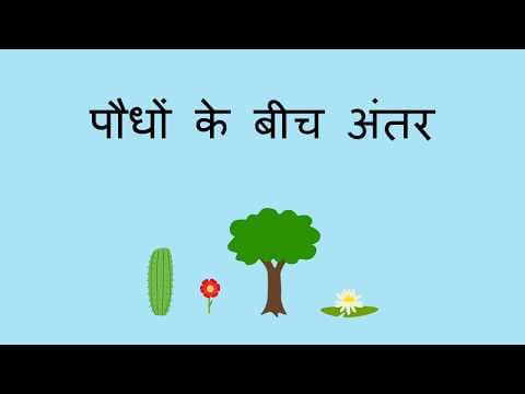 पौधों के बीच अंतर - Differences Between Plants (Hindi)