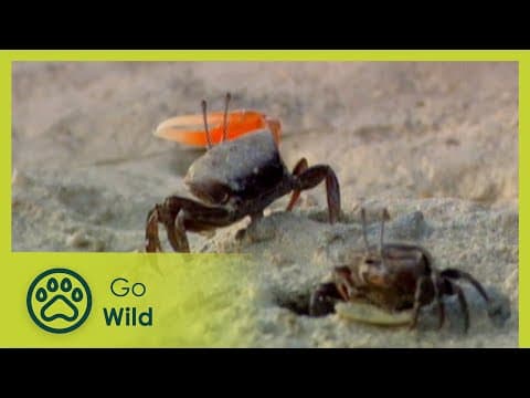 Call of the running tide - estuaries