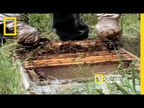 Killer Bees | National Geographic - YouTube