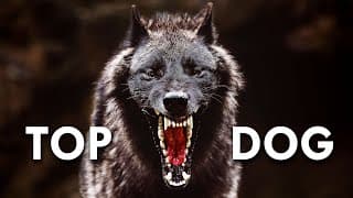 Timber Wolf | The Grizzly’s Bane