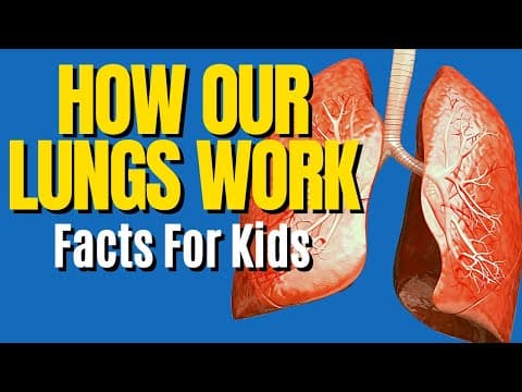 Respiratory System For Kids - How Do Lungs Work - Human Body for Kids