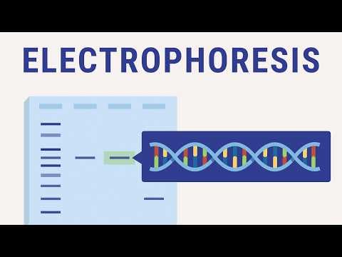 Electrophoresis explained | biology animation