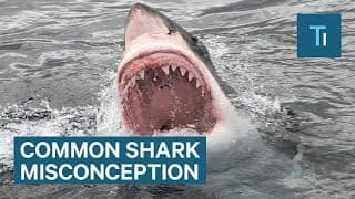 This Is One Of The Biggest Misconceptions About Sharks