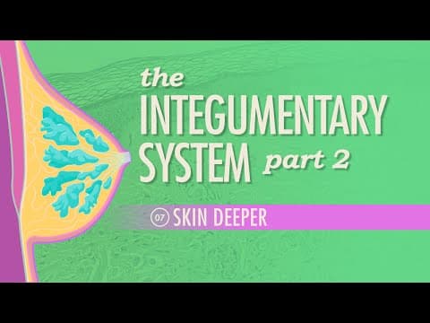 The Integumentary System, Part 2 - Skin Deeper: Crash Course Anatomy & Physiology #7 - YouTube