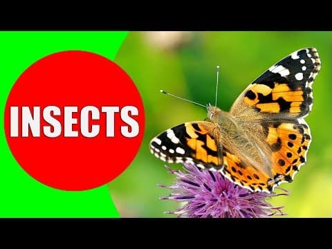 INSECTS FOR KIDS Learning – Insect Names and Sounds for Children