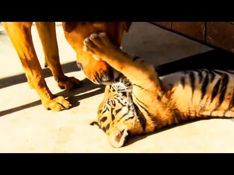 Tigers and Dogs Playing Together | Tigers About The House