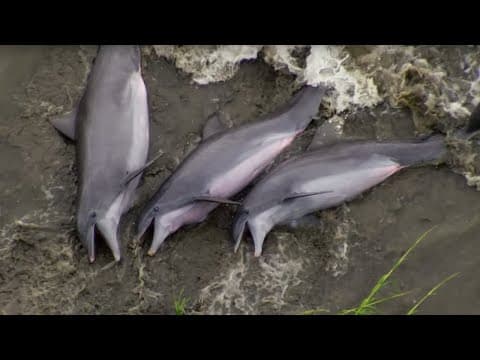 Smart Dolphins Beach their Prey | The Hunt