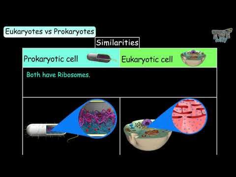 Prokaryotic cell vs Eukaryotic cell