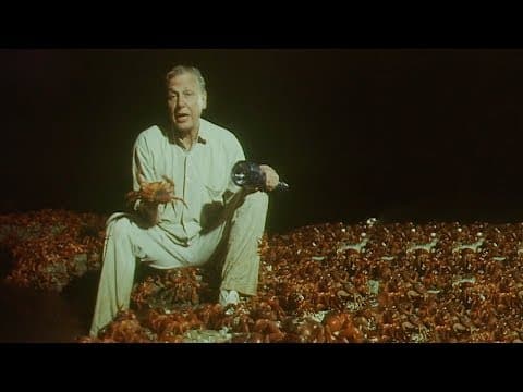 120 Million Crabs Spawning on One Beach | Trials Of Life