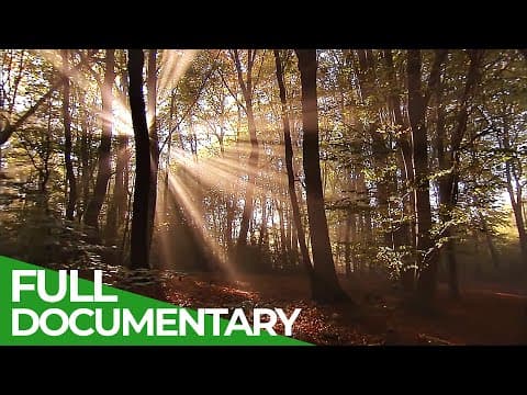 Secrets of the woods-an incredible journey-part 1-owner free documentary nature