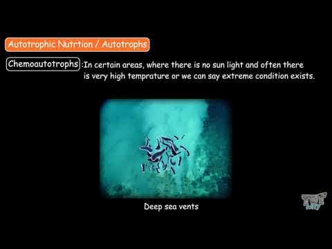 MODES OF NUTRITION - Our EcosystemPart-5