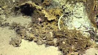 Feasting Crabs - Nautilus Dive Highlights