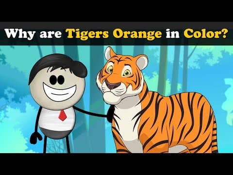 Why are Tigers Orange in Color? + more videos | #aumsum #kids #science #education #children