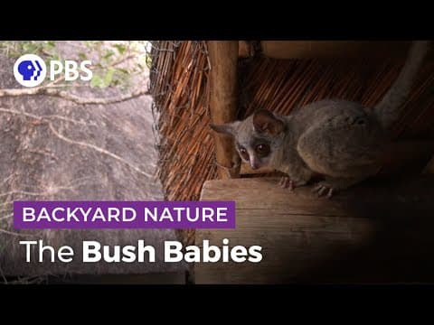 Where do ibis actually live