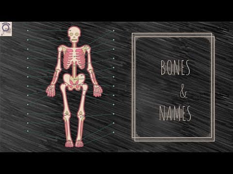 BONES AND NAMES || APPENDICULAR SKELETON TELUGU || 206 BONE NAMES TELUGU PART 2